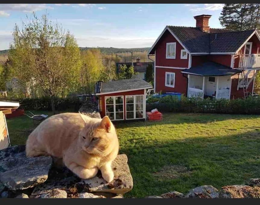 Egen Stuga Och Vedeldad Bastu Linghed المظهر الخارجي الصورة